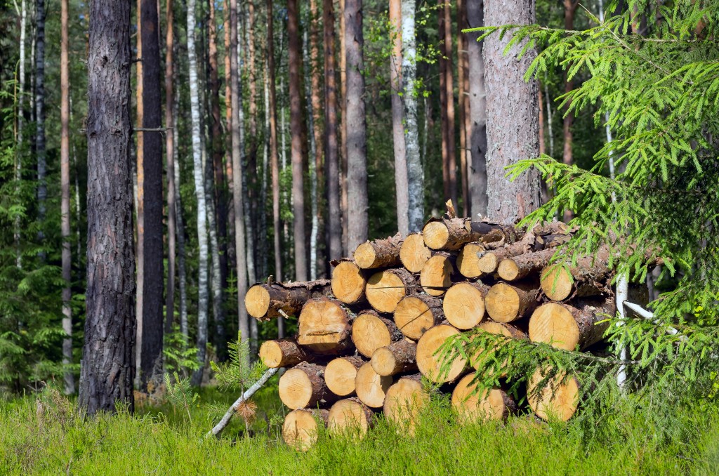 Wood is a carbon neutral fuel