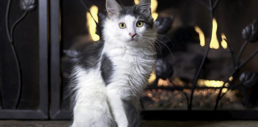 5 Steps to Childproof & Pet Proof Your Fireplace