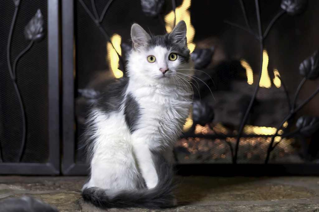 A cat in front of a fireplace screen, a way to protect children and pets.