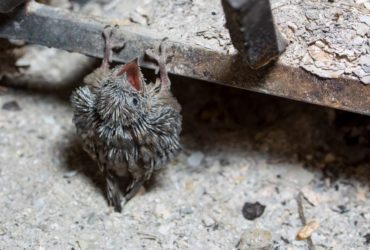 5 Reasons why my fireplace smells wrong