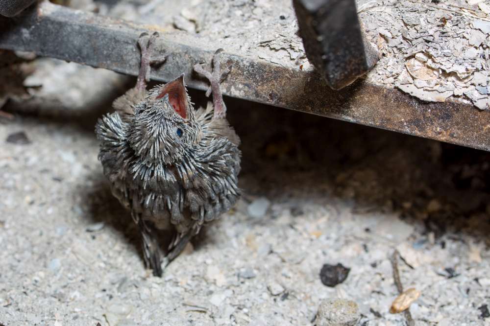 A Chimney Swift can nest in your chimney.