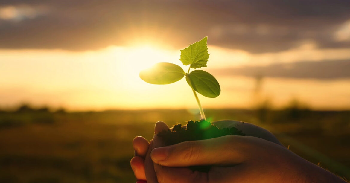 A small tree is in the hand of a person